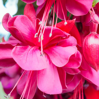 Pink fuchsia flowering garden plant